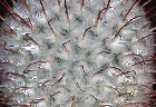 Mammillaria perezdelarosae (1).jpg
